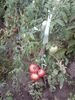 Filename=DSC09642.JPG
Filesize=769KB
Dimensions=1536x2048
Date added=Sep 30, 2009 DSC09642.JPG